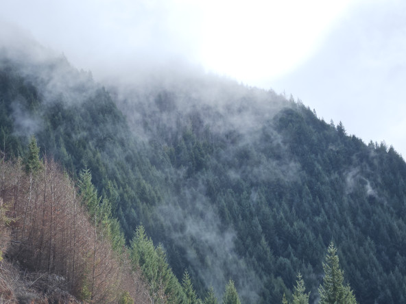 Mist over the trees