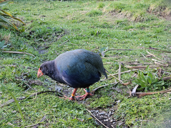 Takahē bird