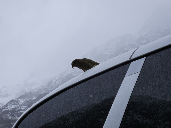 A kea looking over its adoring subjects
