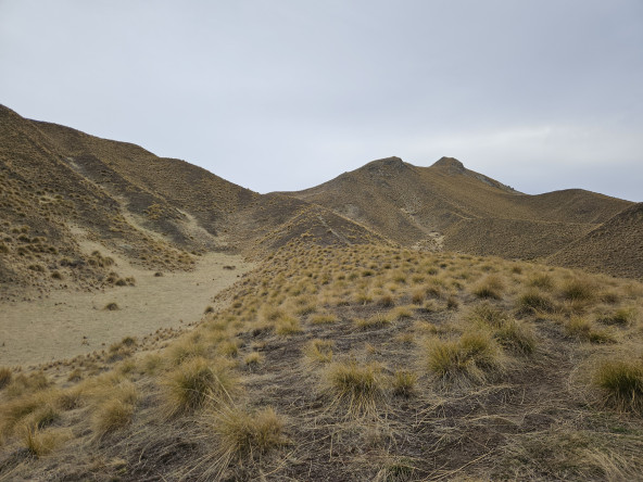 Hills covered in tufts of grassy matter -- possibly grass