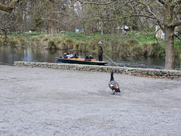 A lone duck watches a puntman toil
