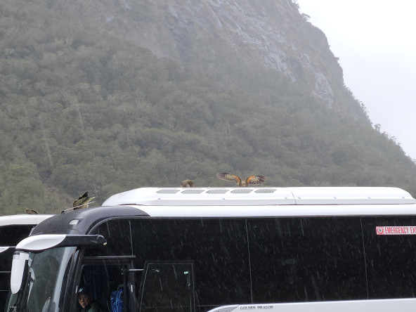 Keas on a bus