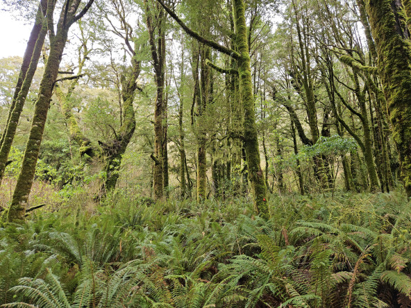 Near Lake Gunn