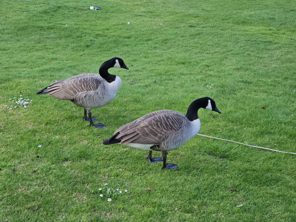 More ducks