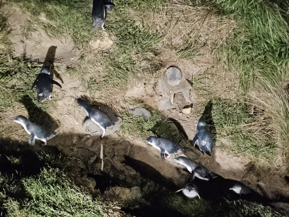 PENGUINS