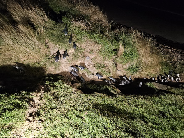PENGUINS