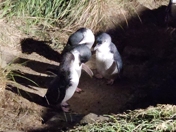 PENGUINS