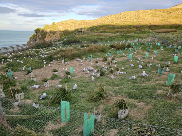 Seagulls for days