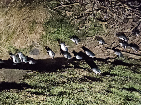 PENGUINS