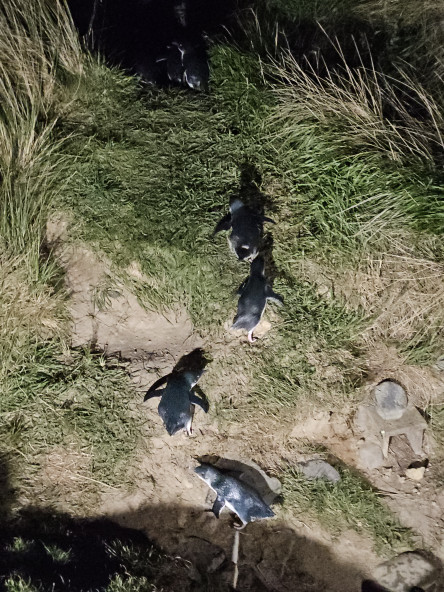 PENGUINS